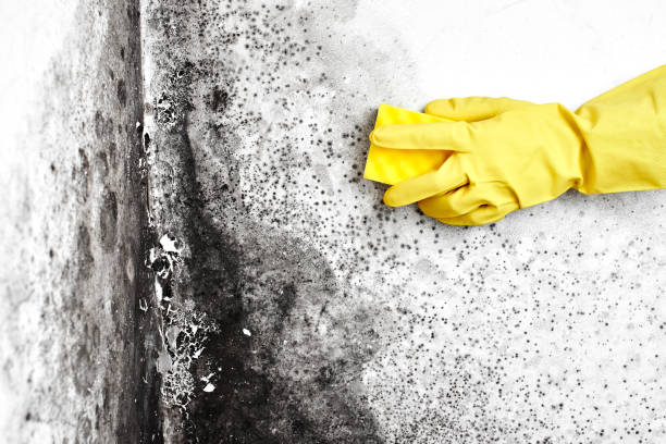 Why You Should Choose Our Mold Remediation Services in Springdale, NJ